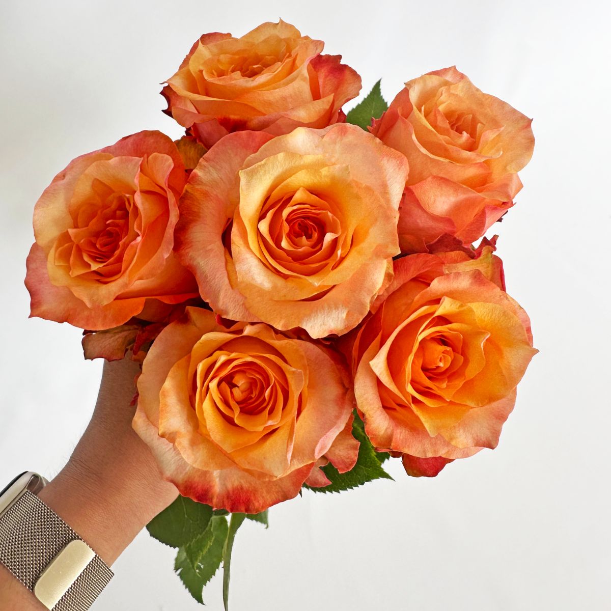 TWILIGHT a Twotone Orange rose from Ecuador