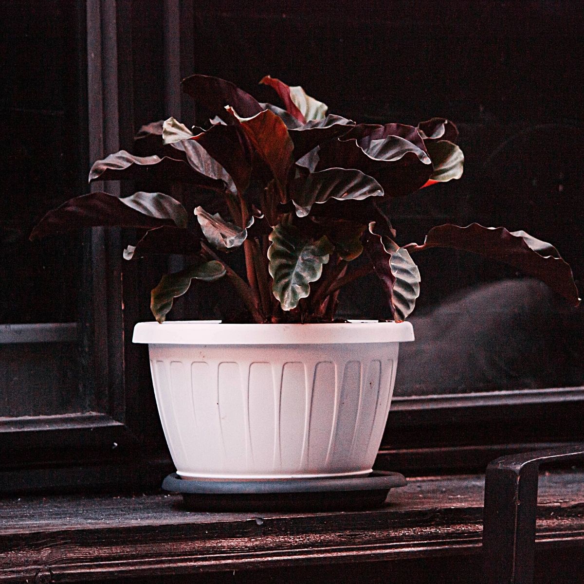 calathea plant also called prayer plant