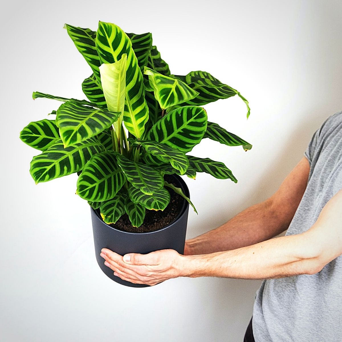 calathea medallion houseplant