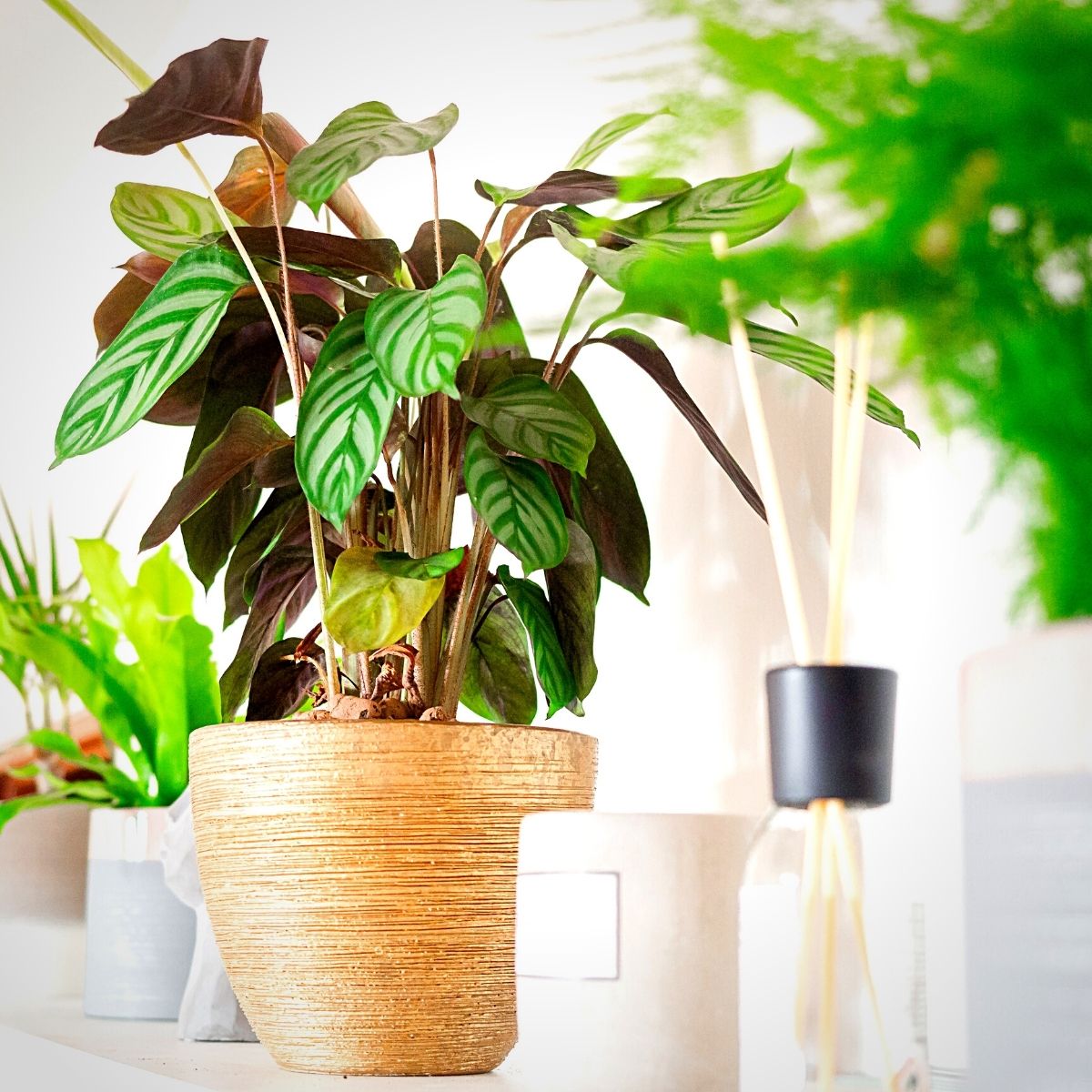 potted calathea plants