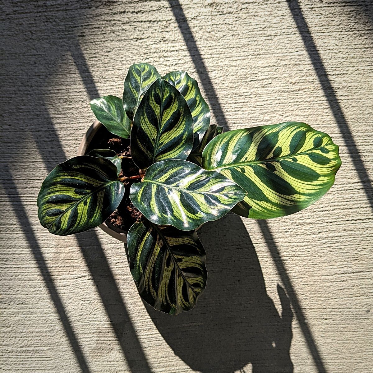 young calathea plant