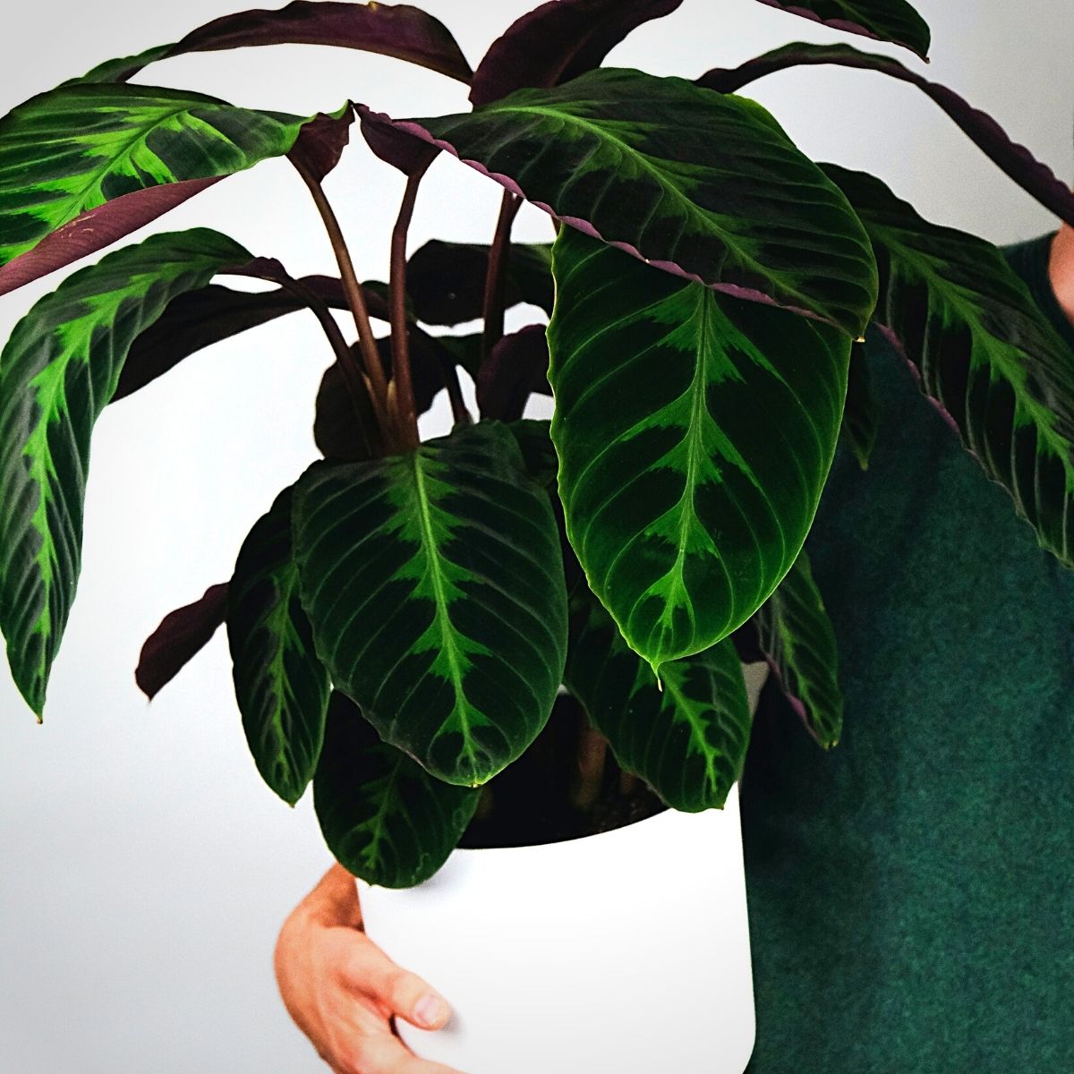 calathea plant in a white pot