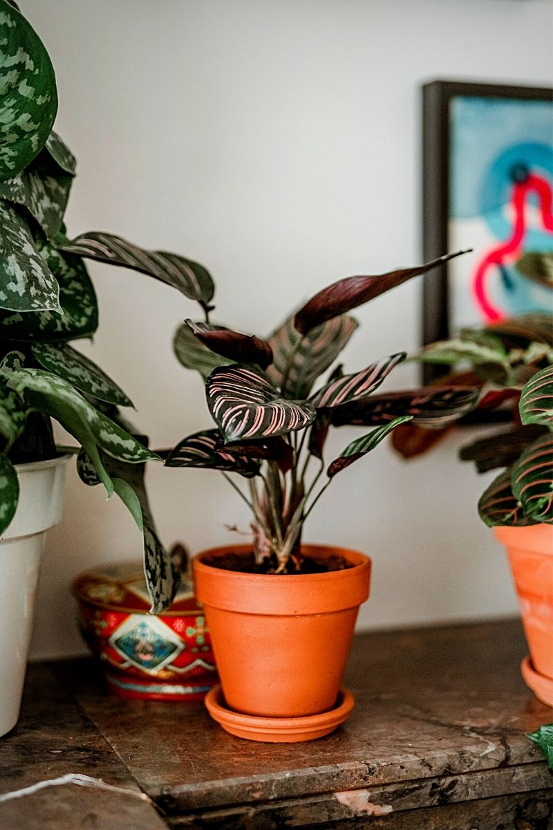 calathea plants of different varieties