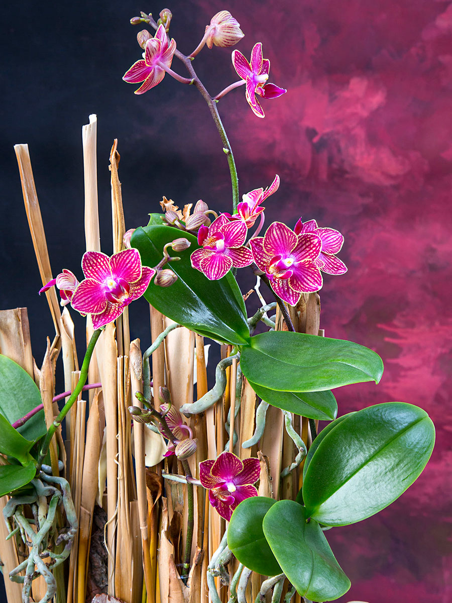 Jenny Thomasson orchid design
