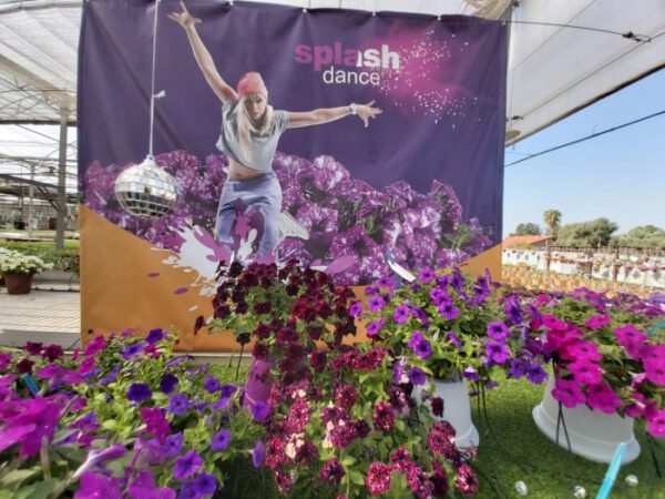 Keep Annuals Looking Better Longer by Choosing the Right Varieties Splash Dance Petunias