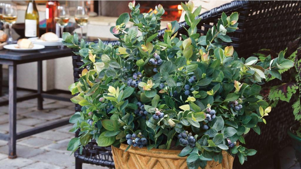 How to Grow Blueberries in Pots Growing Blueberries