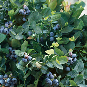 How to Grow Blueberries in Pots BrazelBerries® Peach Sorbet™ Blueberry
