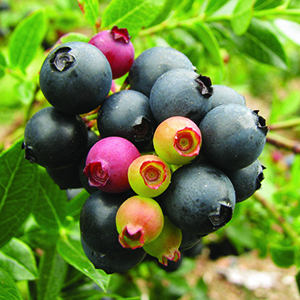 How to Grow Blueberries in Pots BrazelBerries® Blueberry Glaze™ Blueberry