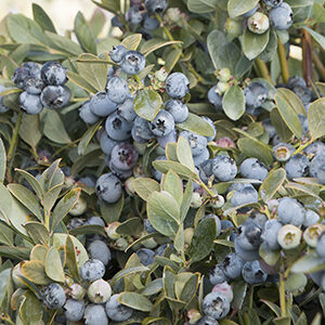 How to Grow Blueberries in Pots Bountiful Blue® Blueberry