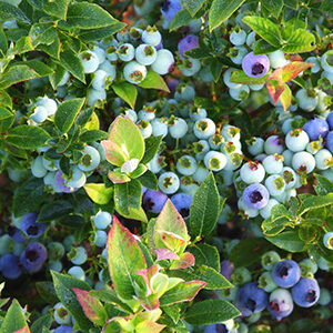 How to Grow Blueberries in Pots BrazelBerries® Jelly Bean™ Blueberry