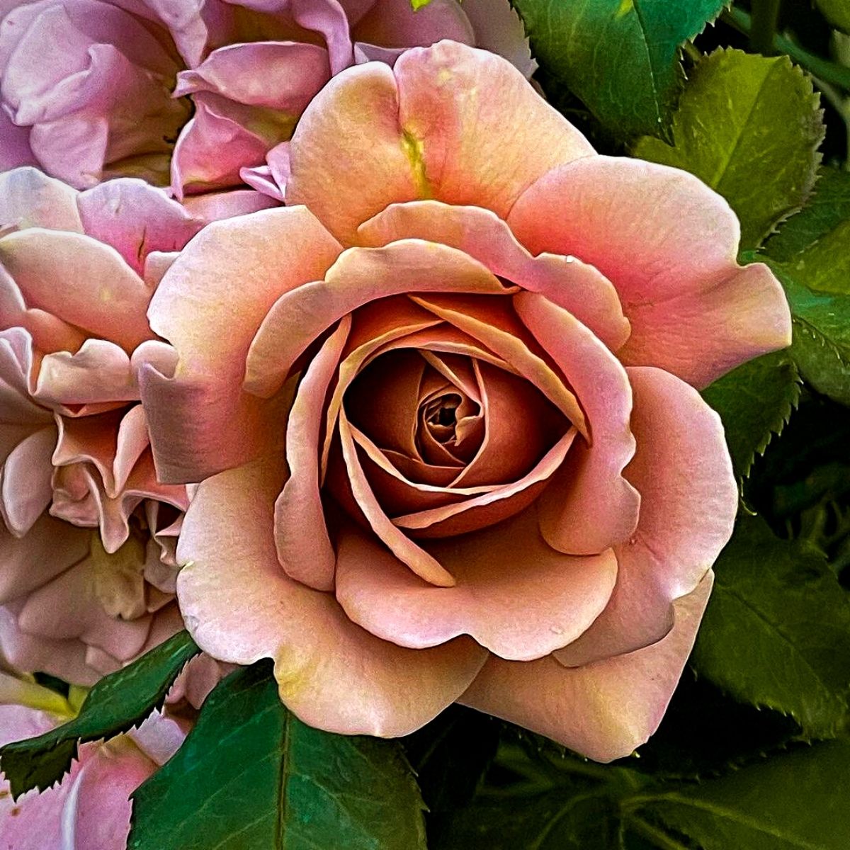 dusty rose colored flowers on leafy background