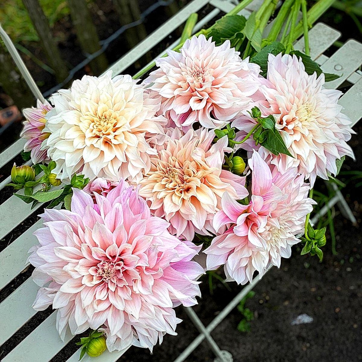 Dusty Rose Cafe au Lait Dahlia