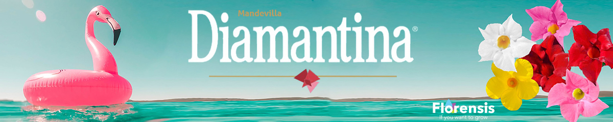 Mandevilla Diamantina banner