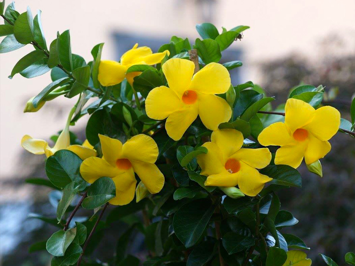 Mandevilla Diamantina Citrine