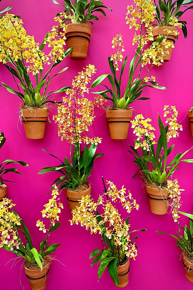 Yellow hanging orchids on pink wall background