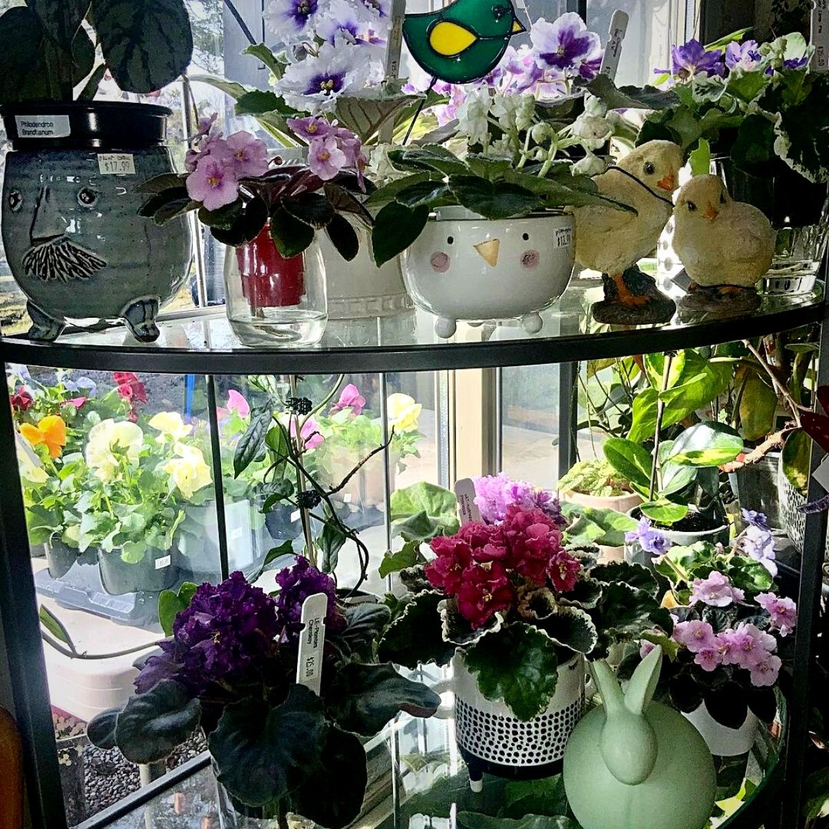 potted African violets