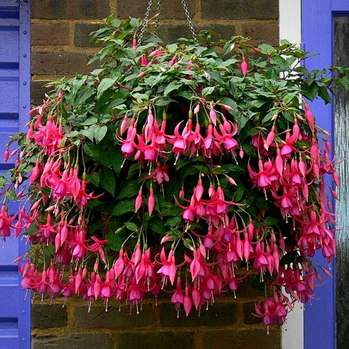 fuchsia flowers hanging garden