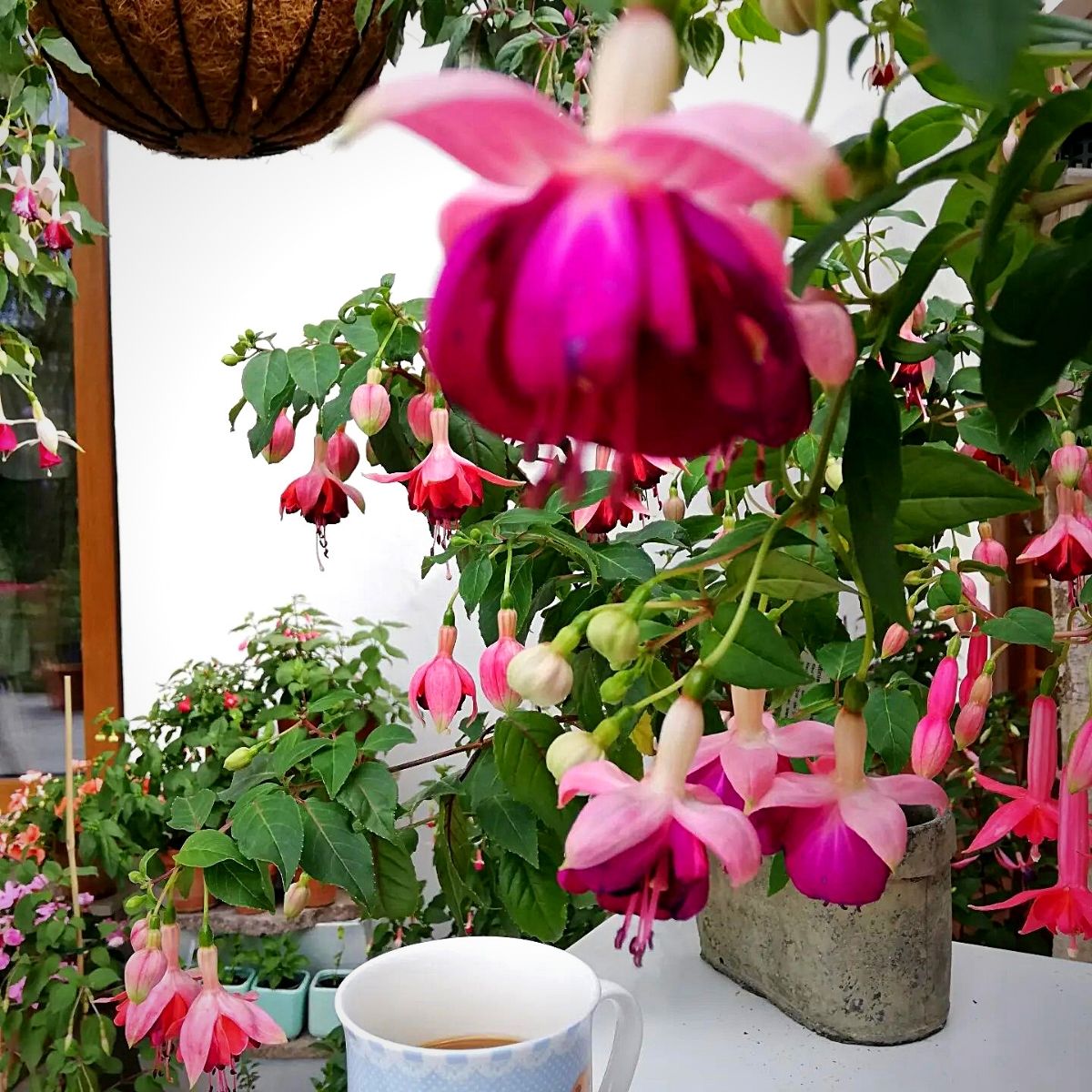 fuschia flowers indoors hanging garden