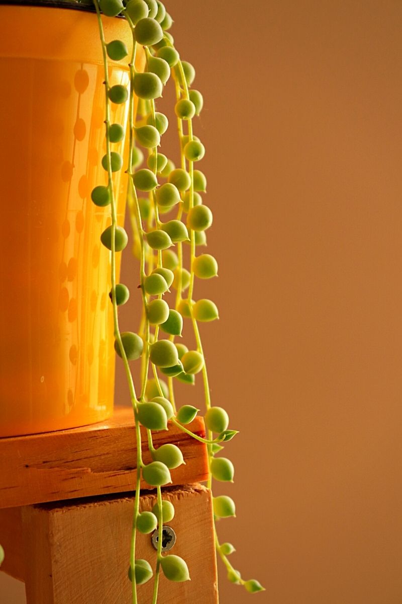 string of pearls hanging plant