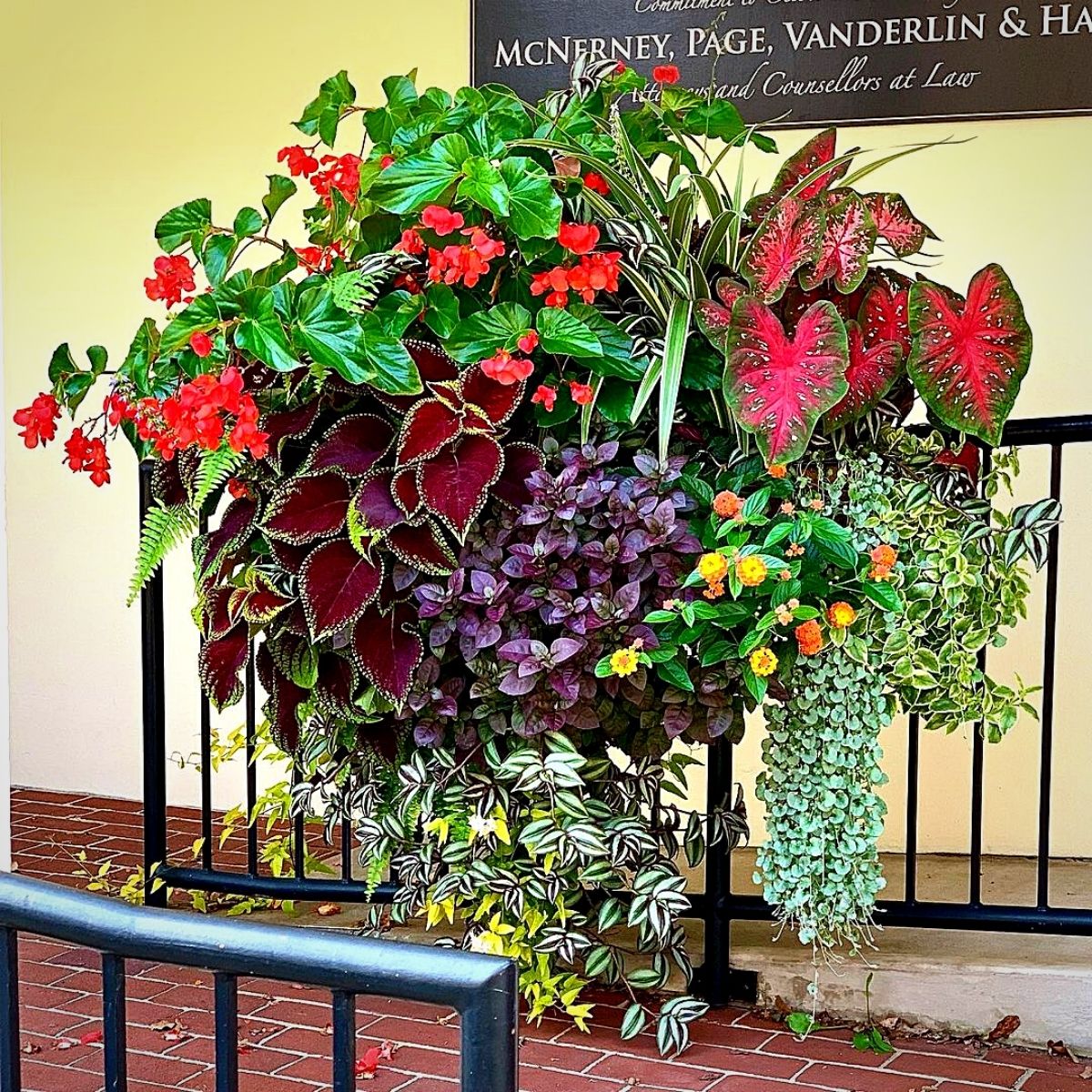 begonias and other flowers