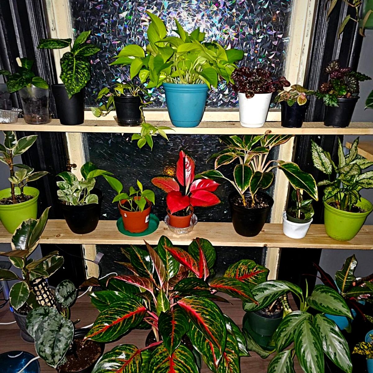 indoor hanging plants plants arrangement