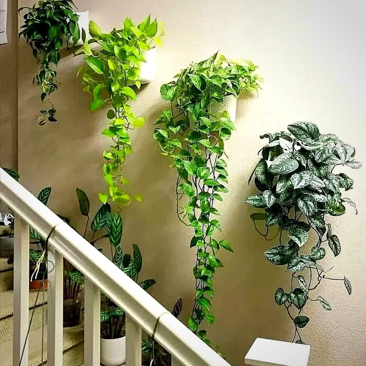 pothos hanging plants along a staircase