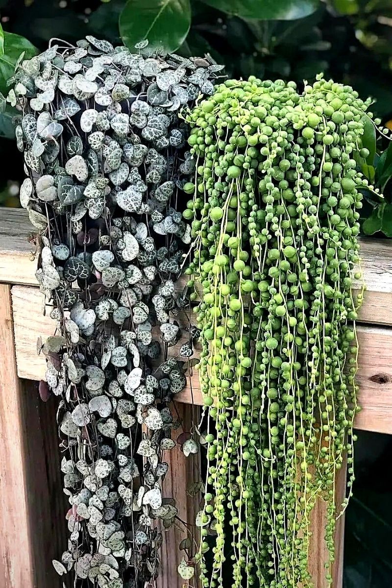 The string of hearts and string of pearls hanging plants