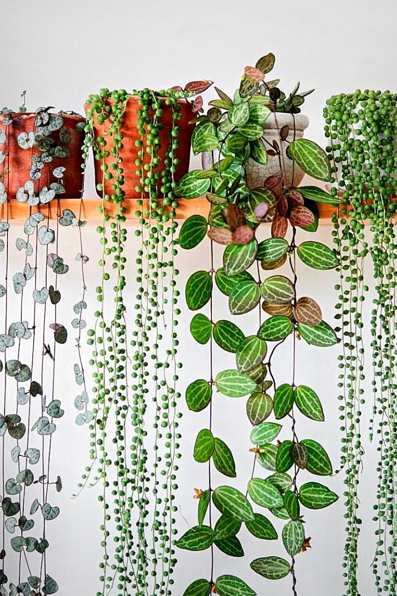 The string of pearls and string of hearts with other hanging plants