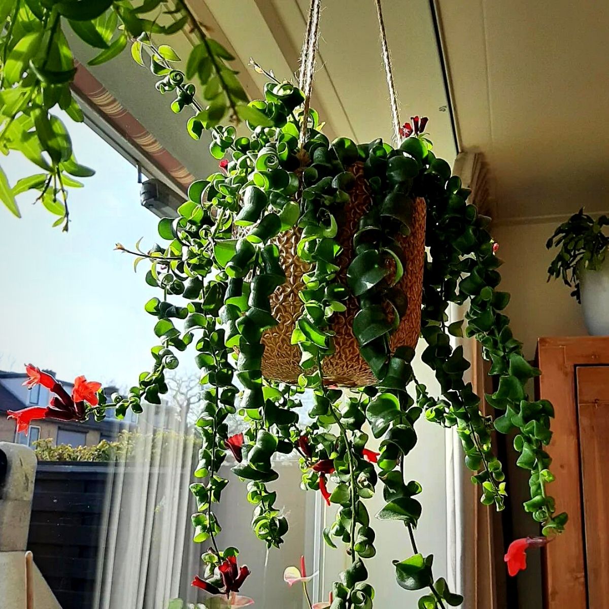 Lipstick plant hanging in a basket