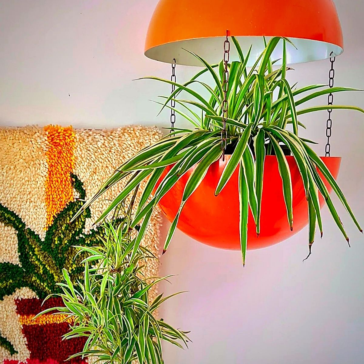 hanging spider plant