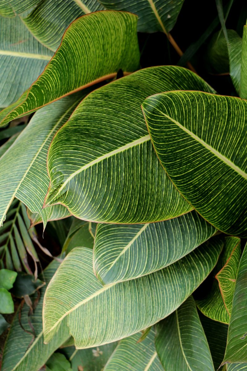 Plants can actually feel like humans