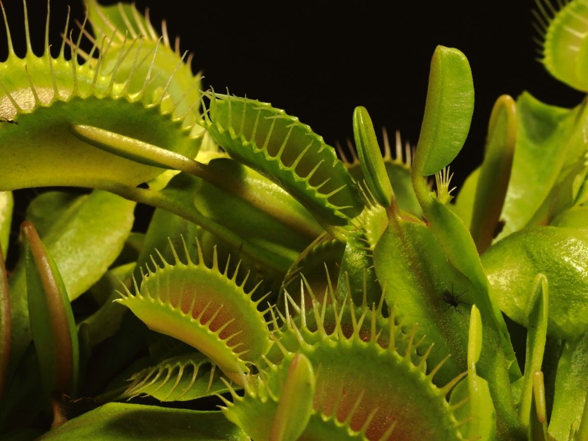 The venus flytrap is a plant that can feel