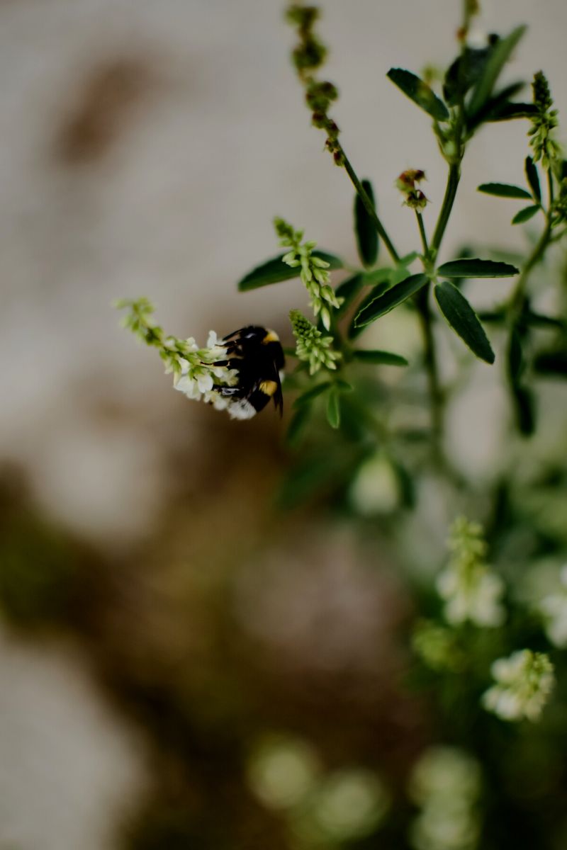 Plants can feel through sounds of pollinators for example