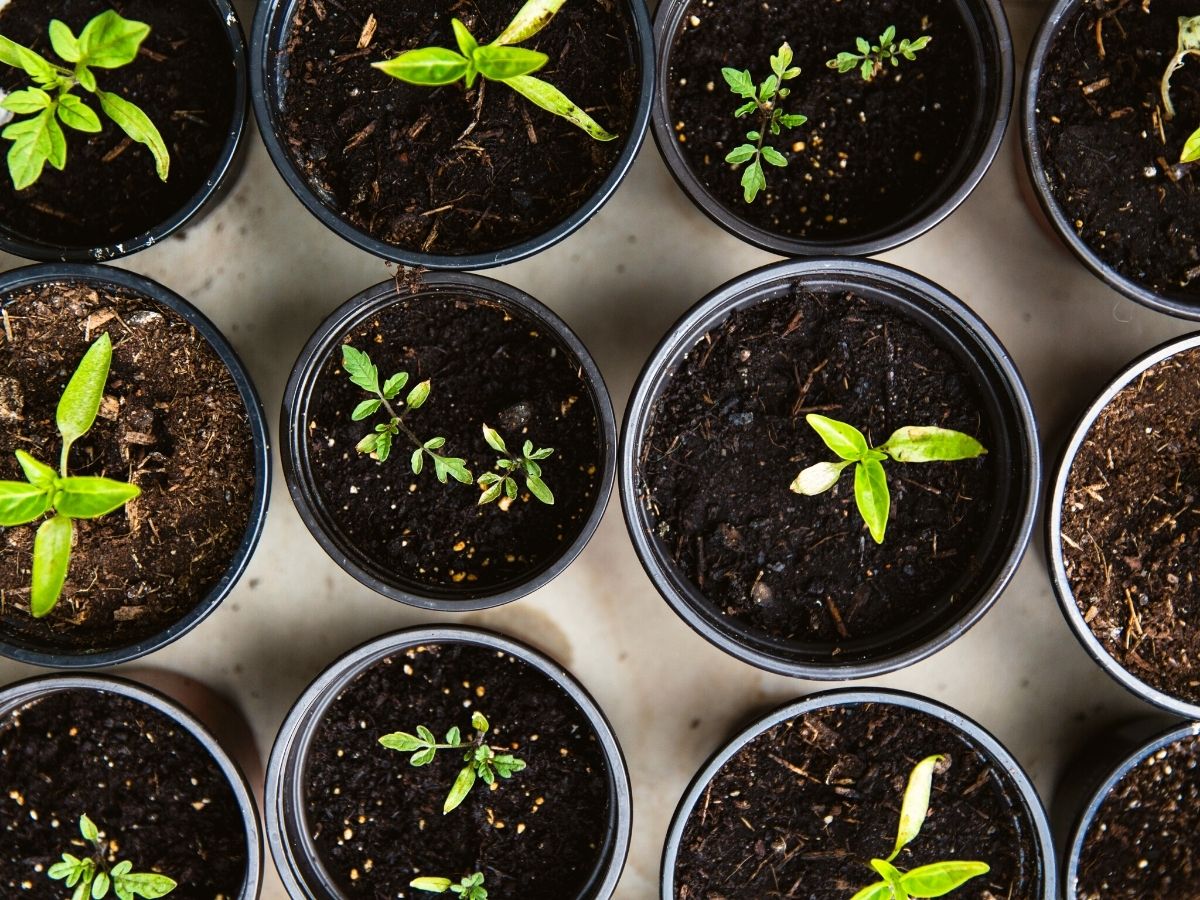 Plants can actually taste and smell