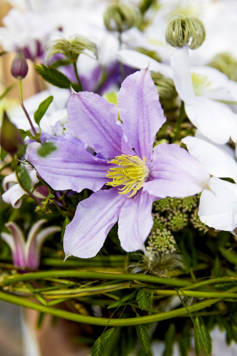 Ways in which you can use Clematis Amazing varieties