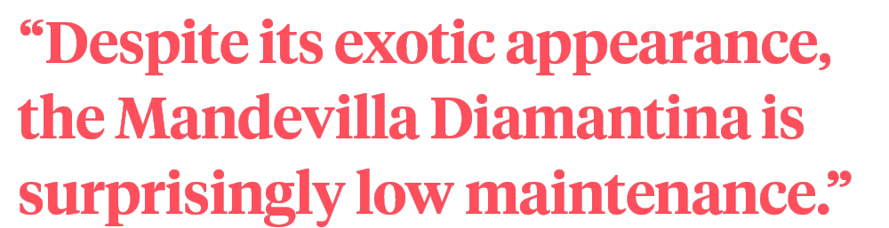 Mandevilla Diamantina series quote