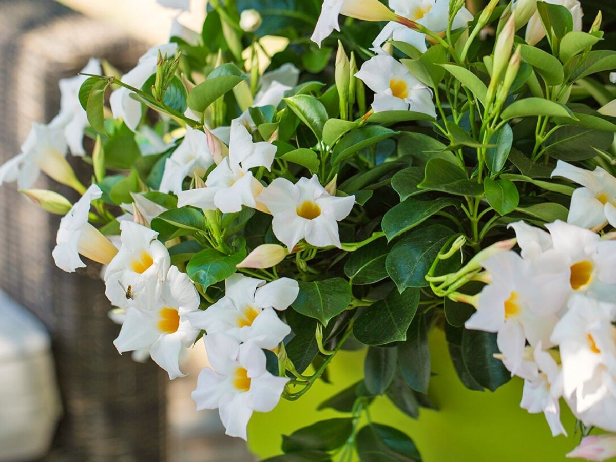 Caring for Mandevilla Diamantina plants