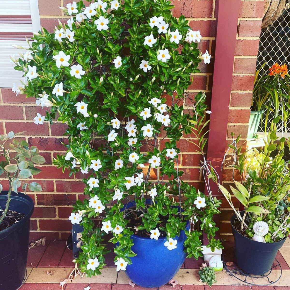 Mandevilla Diamantina jade white variety on outdoors