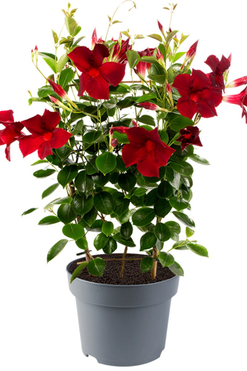 Mandevilla Diamantina series Opal red