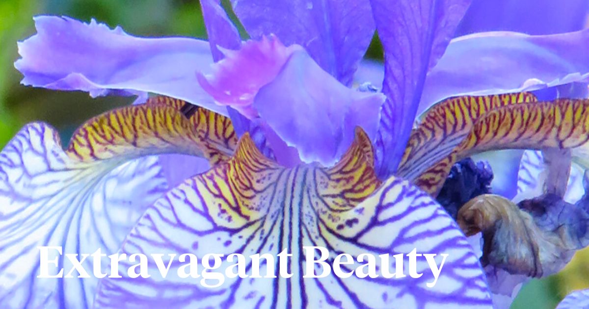 National Iris Day Celebrated on 8th of May Header