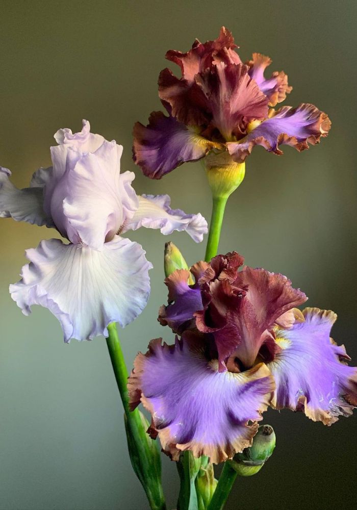 National Iris Day Flowers