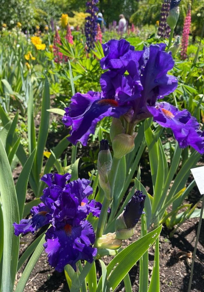 Celebrating the Beauty of Irises on National Iris Day Article on Thursd
