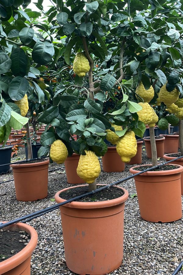 Visiting RM Plants Lemon plants