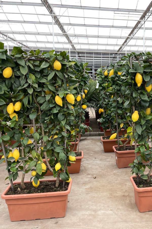Visiting RM Plants Lemon plants