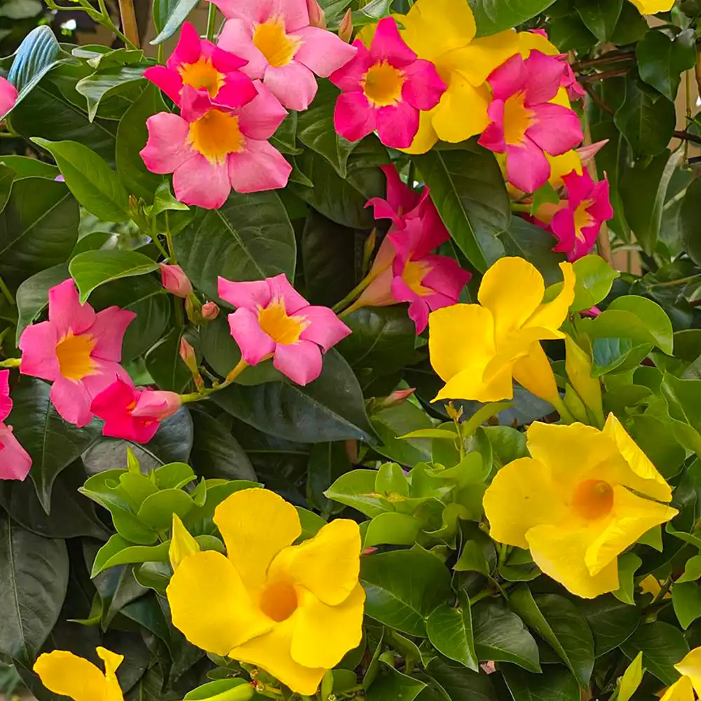 The Mandevilla Diamantina Series Is a Garden Must Have swuare feature on Thursd