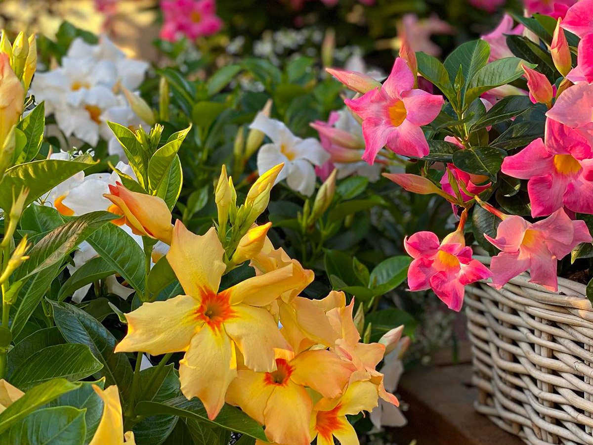 The Mandevilla Diamantina Series by Florensis Is a Garden Must-Have - Article on Thursd
