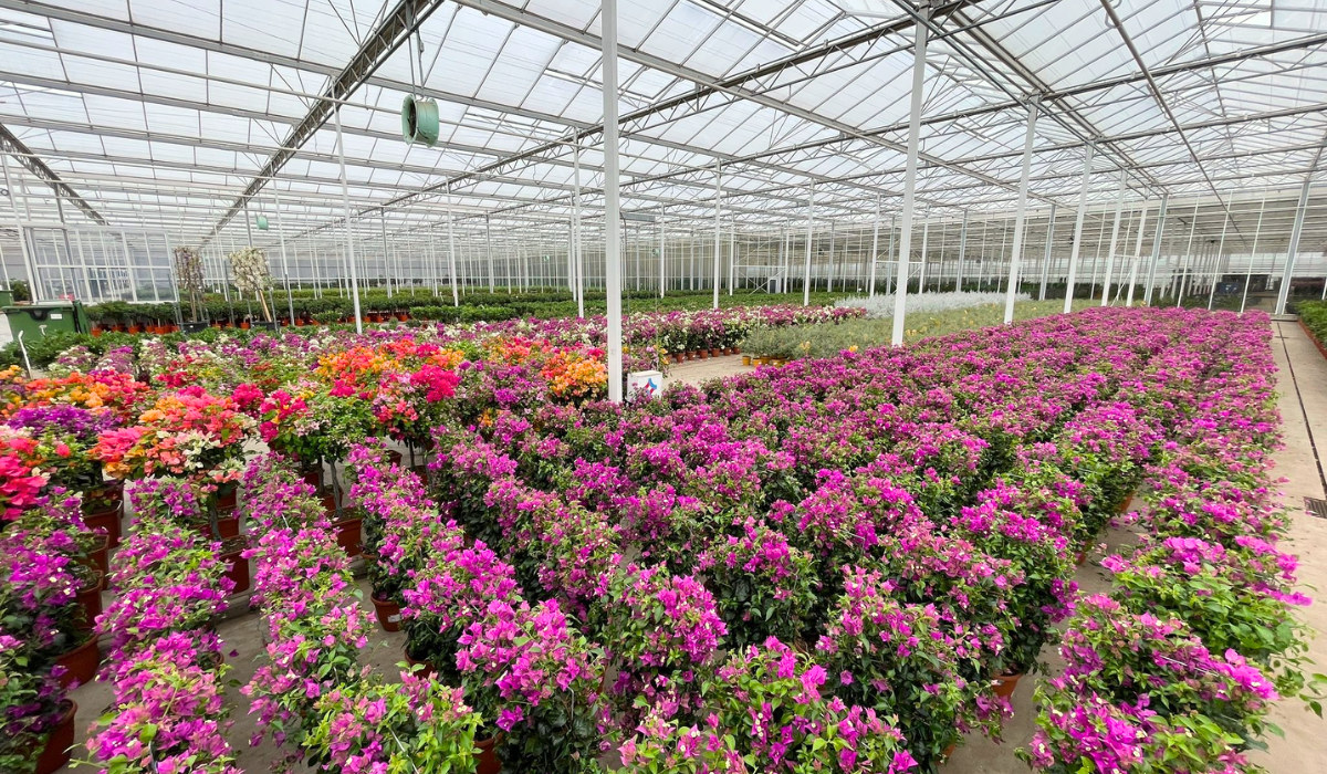 Visiting RM Plants Bougainvillea