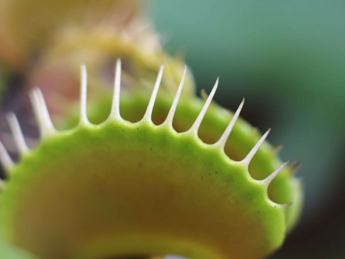 What is a venus flytrap information