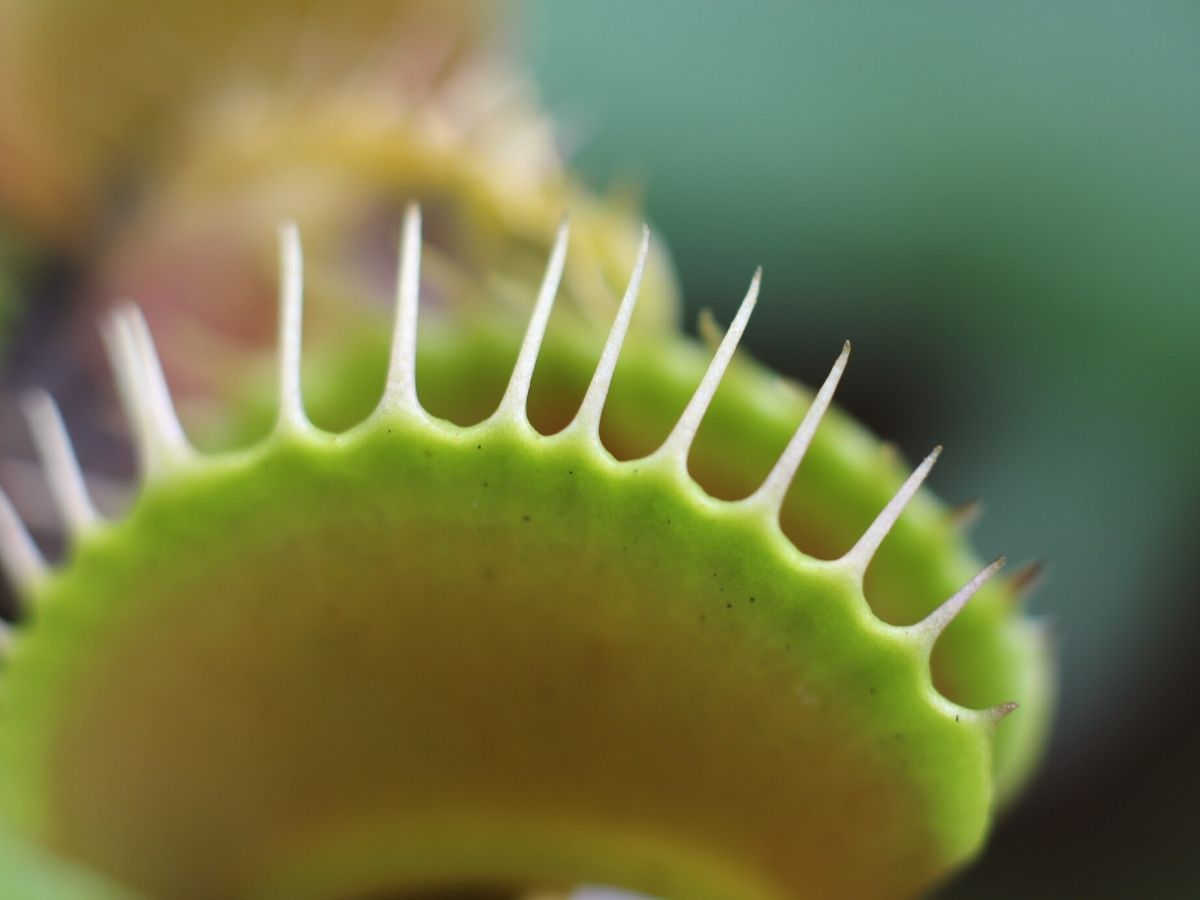 5 Things You Didn't Know About Venus Flytraps