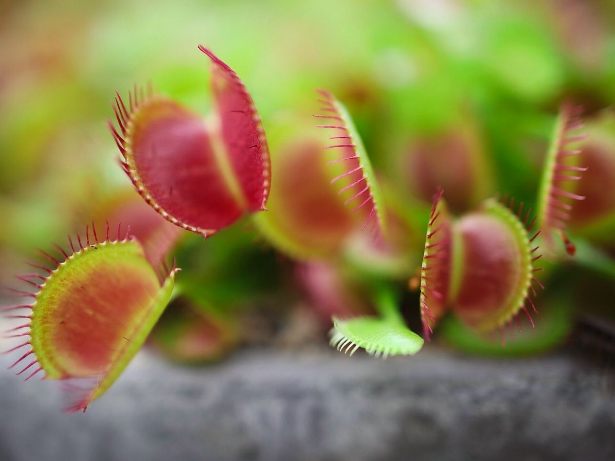 venus flytrap flower